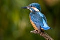 Kingfisher - Alcedo atthis Royalty Free Stock Photo