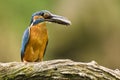 Kingfisher (Alcedo atthis)