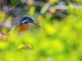 Kingfisher Alcedo atthis a beautiful colorful bird sitting on a branch Royalty Free Stock Photo