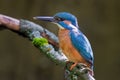 Kingfisher Alcedo atthis a beautiful colorful bird sitting on a branch Royalty Free Stock Photo