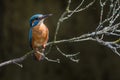 Kingfisher Alcedo atthis a beautiful colorful bird sitting on a branch Royalty Free Stock Photo