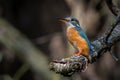 Kingfisher Alcedo atthis a beautiful colorful bird sitting on a branch Royalty Free Stock Photo