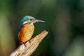 Kingfisher. Alcedo Atthis. Royalty Free Stock Photo