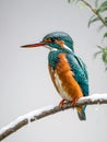 Kingfisher (Alcedo atthis)