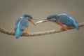 Kingfisher, Alcedo atthis, calling for her mate