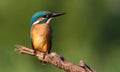 Kingfisher, Alcedo atthis. Dawn. The bird sits on a broken branch and carefully look at the river, waiting for the fish to appear
