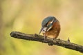 Kingfisher, Alcedo atthis. A diving bird