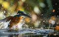 Kingfisher, Alcedo atthis