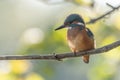 Kingfisher (Alcedo atthis) fishing, perched on a branch Royalty Free Stock Photo