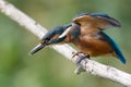 Kingfisher - Alcedo atthis Royalty Free Stock Photo