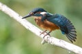 Kingfisher - Alcedo atthis