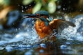 Kingfisher, Alcedo atthis