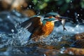 Kingfisher, Alcedo atthis