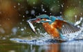 Kingfisher, Alcedo atthis