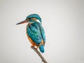 Kingfisher (Alcedo atthis)