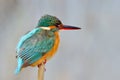 Kingfisher (alcedo atthis)