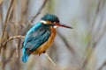 Kingfisher (alcedo atthis) Royalty Free Stock Photo