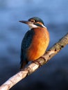 Kingfisher (Alcedo atthis) Royalty Free Stock Photo