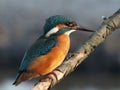 The kingfisher (Alcedo atthis) Royalty Free Stock Photo
