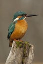 Kingfisher Alcedo atthis perched Royalty Free Stock Photo
