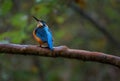 Kingfisher Alcedo Atthis perched on a branch in a wood Royalty Free Stock Photo