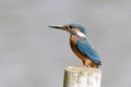 Kingfisher (Alcedo atthis) Royalty Free Stock Photo