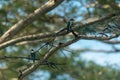 Kingfisher or Alcedo atthis perches on branch Royalty Free Stock Photo