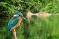 Kingfisher Alcedo Atthis rain forest background Royalty Free Stock Photo