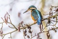 Kingfisher (alcedo atthis)