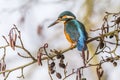 Kingfisher alcedo atthis