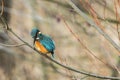 Kingfisher Alcedo atthis