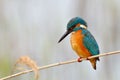 Kingfisher (alcedo atthis) Royalty Free Stock Photo