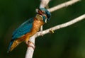 Kingfisher, Alcedo, Eisvogel. Bee and bird Royalty Free Stock Photo