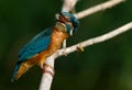 Kingfisher, Alcedo, Eisvogel. Bee and bird