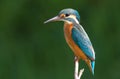 Kingfisher, Alcedo, Eisvogel. Young bird Royalty Free Stock Photo