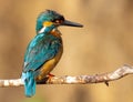 Kingfisher, alcedo. The male sits on a branch near the nest-hole