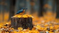 Kingfisher on autumn stump Royalty Free Stock Photo