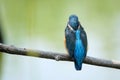 Kingfisher Royalty Free Stock Photo