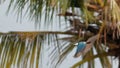 Bali Kingfisher Royalty Free Stock Photo