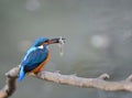 Kingfisher