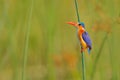 Kingfisher with beautiful evening sun. Malachite Kingfisher, Alcedo cristata, detail of exotic African bird sitting on the branch Royalty Free Stock Photo