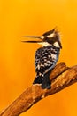 Kingfisher with beautiful orange sun. Pied Kingfisher, Ceryle rudis, black and white bird sitting in the branch during sunrise wit Royalty Free Stock Photo