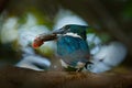 Kingfisher with big fish in bill. Amazon Kingfisher, Chloroceryle amazona, Green and white bird sitting on the branch, bird in the Royalty Free Stock Photo