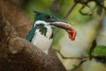 Kingfisher with big fish in bill. Amazon Kingfisher, Chloroceryle amazona, Green and white bird sitting on the branch, bird in the