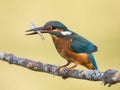 Kingfisher bird Alcedo atthis eating a fish Royalty Free Stock Photo