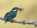 Kingfisher bird Alcedo atthis eating a fish Royalty Free Stock Photo