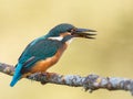 Kingfisher bird Alcedo atthis eating a fish Royalty Free Stock Photo