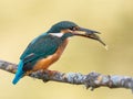 Kingfisher bird Alcedo atthis eating a fish Royalty Free Stock Photo