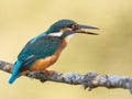 Kingfisher bird Alcedo atthis eating a fish Royalty Free Stock Photo