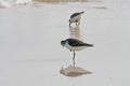 Kingfisher bird on the beach Royalty Free Stock Photo